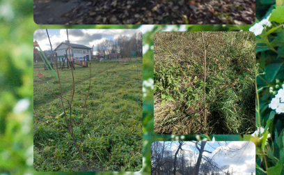 Rośliny miododajne otrzymane z Samorządu Województwa Podkarpackiego - Zasadzone!
