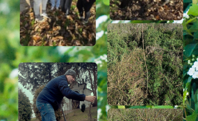 Rośliny miododajne otrzymane z Samorządu Województwa Podkarpackiego - Zasadzone!