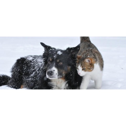 Apel Podkarpackiego Wojewódzkiego Lekarza Weterynarii. Apel Podkarpackiego Wojewódzkiego Lekarza Weterynarii.