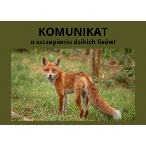 Komunikat Podkarpackiego Wojewódzkiego Lekarza Weterynarii - szczepienie dzikich lisów!