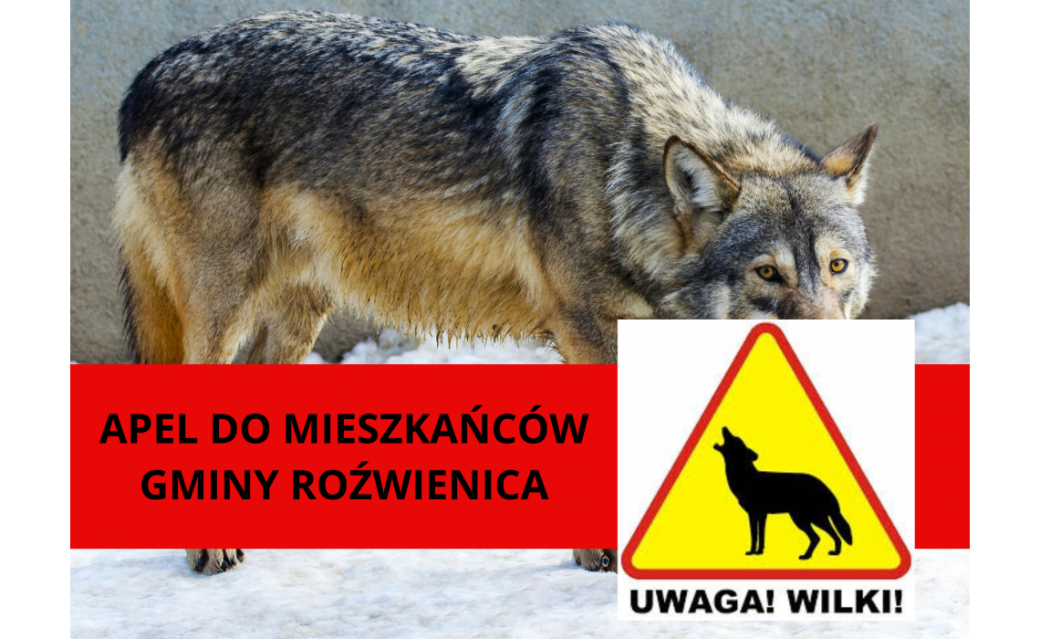 UWAGA WILKI! UWAGA WILKI!