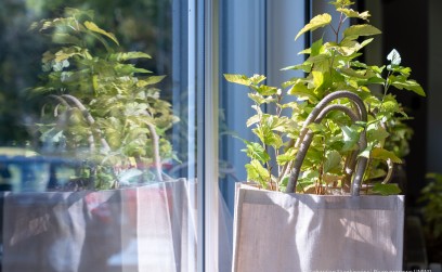 Miododajne sadzonki roślin już wkrótce na terenie Gminy Roźwienica! Miododajne sadzonki roślin już wkrótce na terenie Gminy Roźwienica!